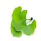 ginkgo